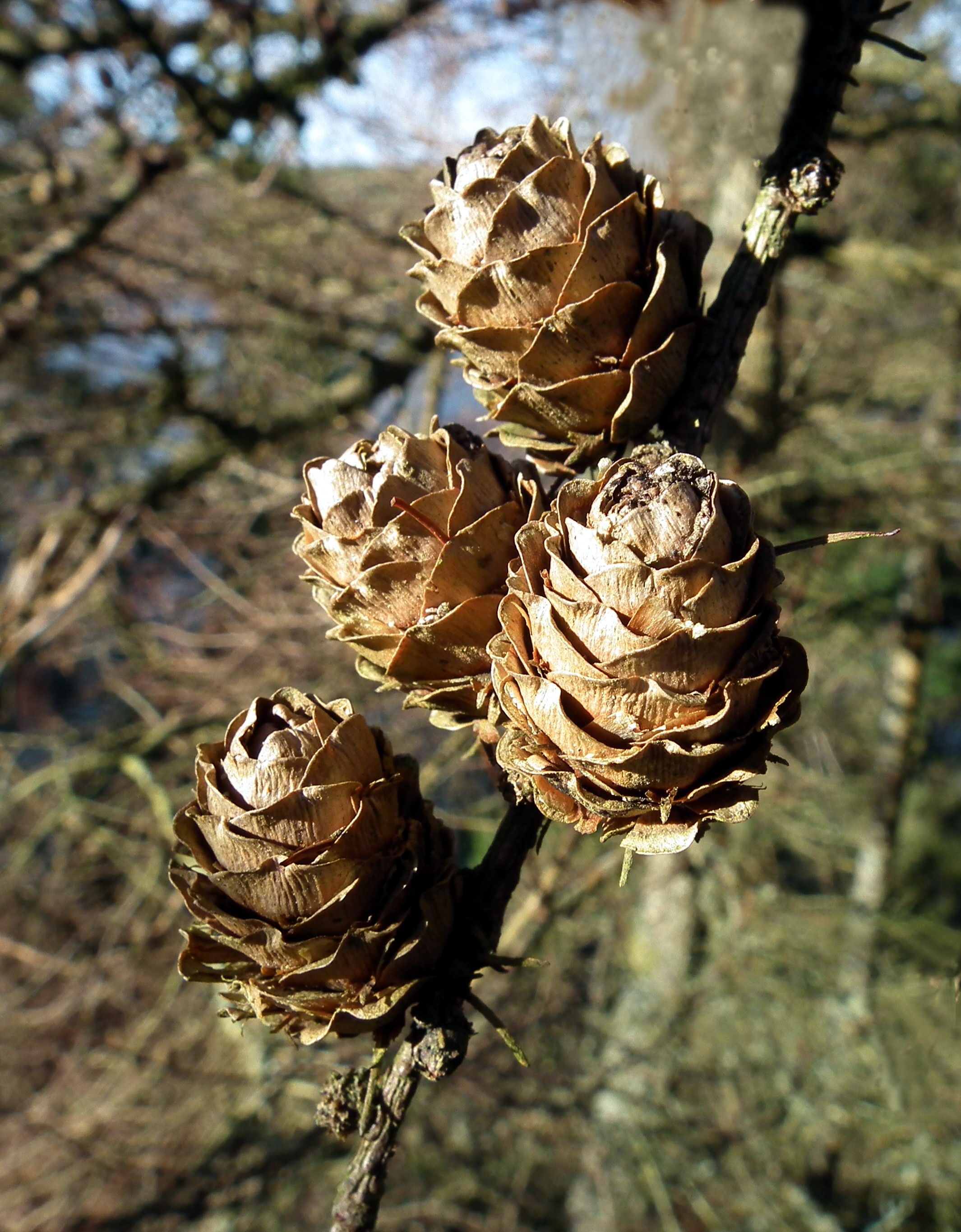 CONES Bill Bagley Photography